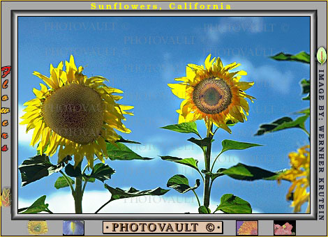 sunflowers